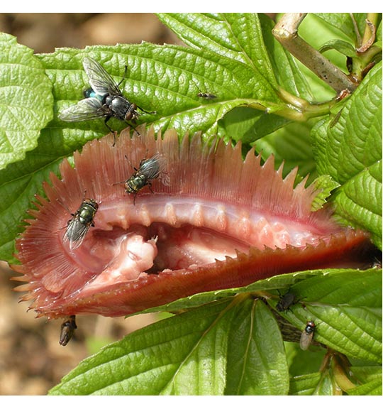 Image of a pink colored plant with green leaves, upon which sit several flies.